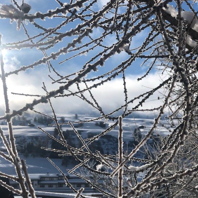Oszronione gałęzie z widokiem na Alpe di Siusi